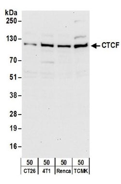 CTCF Antibody, Novus Biologicals 0.1mL; Unlabeled:Antibodies, Polyclonal